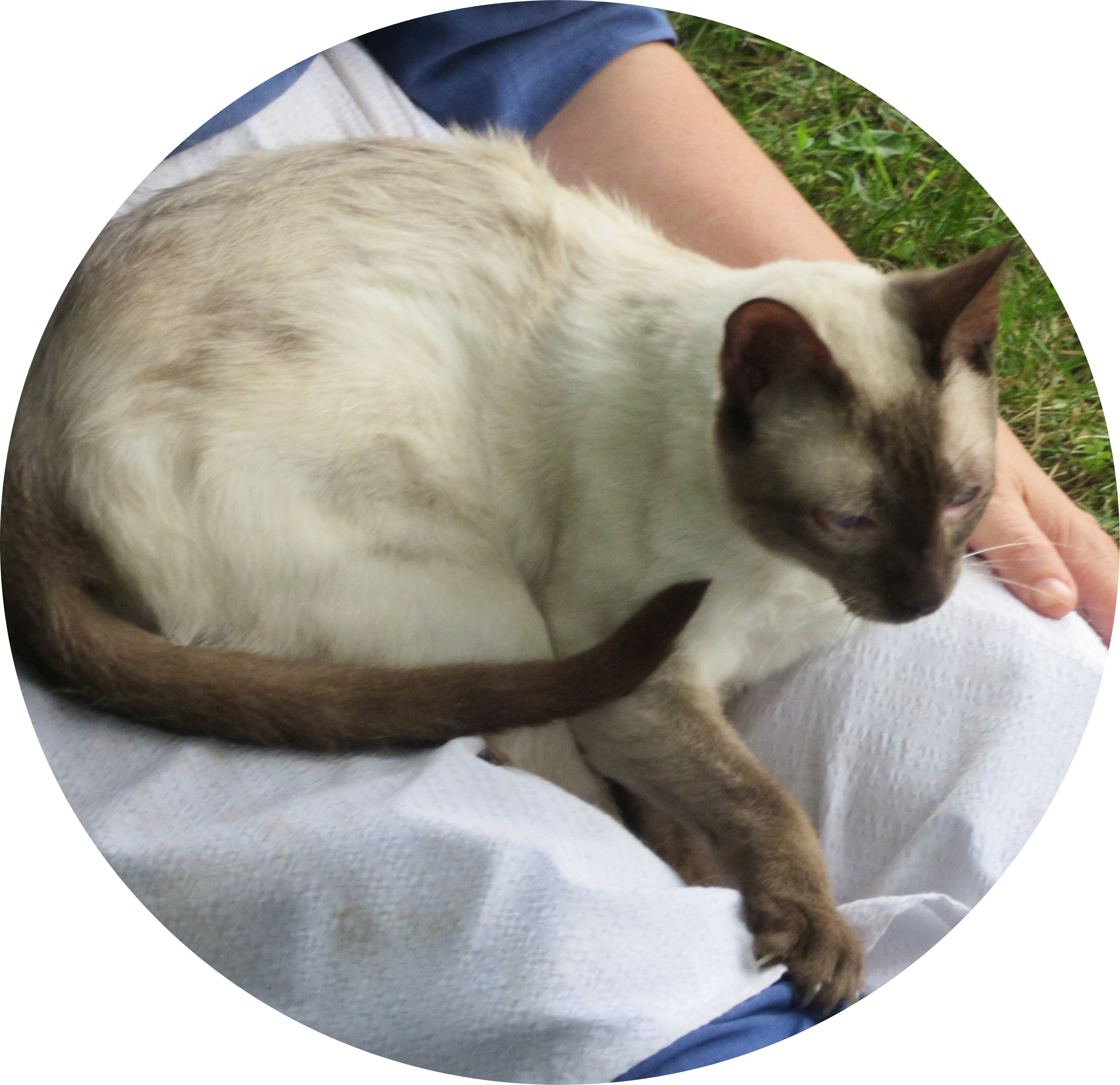 Lindor - new Chocolate breeder male